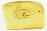 Detailed Fossil Bark Beetle (Scolytinae) in Baltic Amber #288576-1